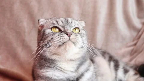 The gray Scottish Fold cat Stock Footage 144914745
