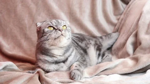 The gray Scottish Fold cat Stock Footage 144914759