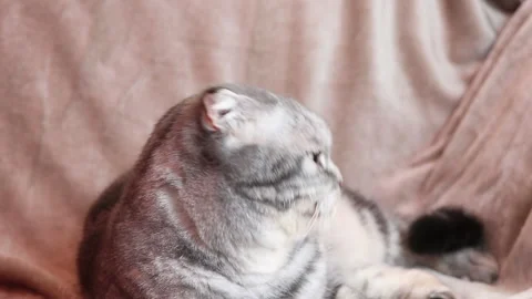 The gray Scottish Fold cat Stock Footage 144914897