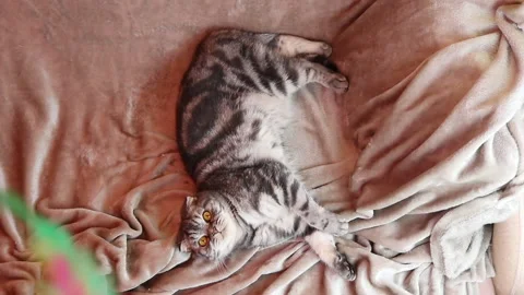 The gray Scottish Fold cat Stock Footage 144914949