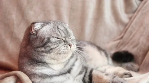 The gray Scottish Fold cat Stock Footage 144914987