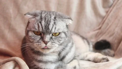 The gray Scottish Fold cat Stock Footage 144914990
