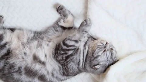 Gray Scottish fold cat Stock Footage 149412687