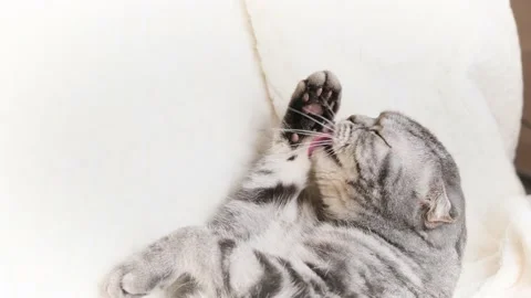 The gray Scottish fold cat Stock Footage 149825776