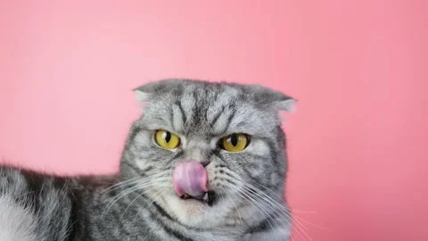 Gray scottish fold cat Stock Footage 150019199