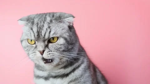 Gray scottish fold cat Stock Footage 150019203