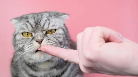 Gray scottish fold cat Stock Footage 150019281