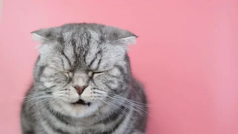 Gray scottish fold cat Stock Footage 150223254