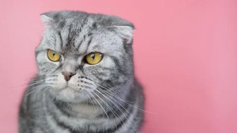 Gray scottish fold cat Stock Footage 150569208