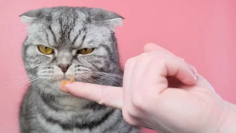 Gray scottish fold cat Stock Footage 150569251