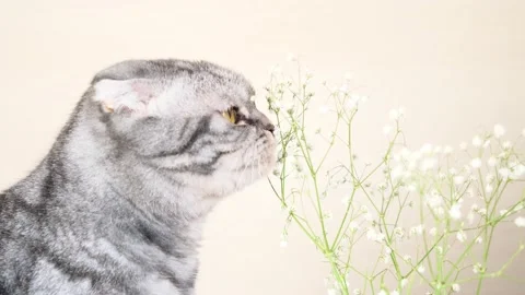 A gray Scottish Fold cat gnaws, eats small flowers of gypsophila. Stock Footage 150865016