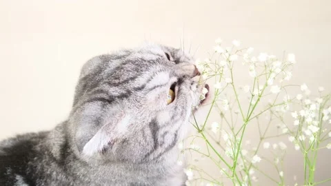 A gray Scottish Fold cat gnaws, eats small flowers of gypsophila. Stock Footage 150865019