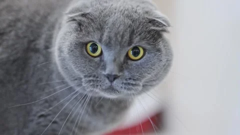 Gray Scottish Fold cat with golden eyes staring in shock, adorable and funny pet Vídeo Stock 310017240