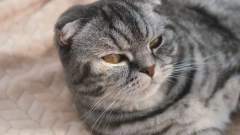 The gray scottish fold cat gray Stock Footage 151776102