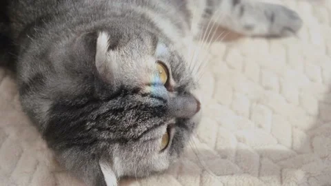The gray scottish fold cat gray Stock Footage 151776138
