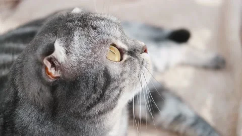 The gray scottish fold cat gray Stock Footage 151776212