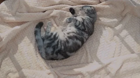 The gray scottish fold cat gray Stock Footage 151776690