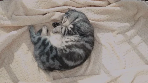 The gray scottish fold cat gray Stock Footage 151779230