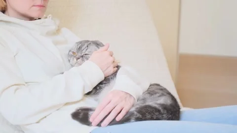 Gray Scottish Fold cat in the hands of a woman. The concept of pet care Stock Footage 149210410