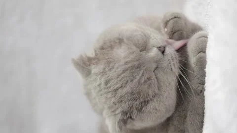 Gray scottish fold cat licks paw Stock Footage 244806198