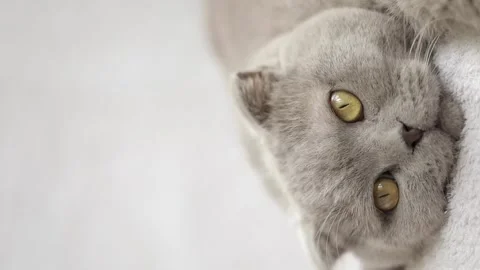 Gray scottish fold cat licks paw Stock Footage 246741958