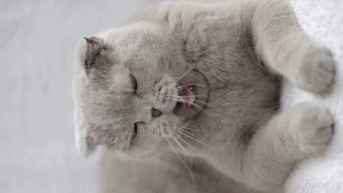 Gray scottish fold cat licks paw Video stock 248140955
