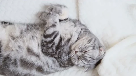 The gray Scottish fold cat lies wrapped in a warm beige plaid. Stock Footage 149568273