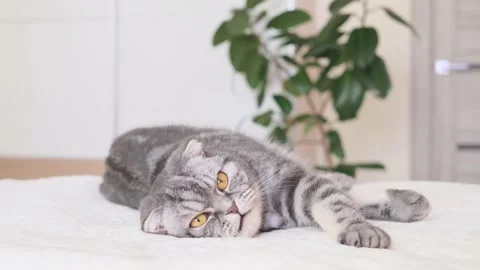 The gray Scottish fold cat lies wrapped in a warm beige plaid. Stock Footage 149744705