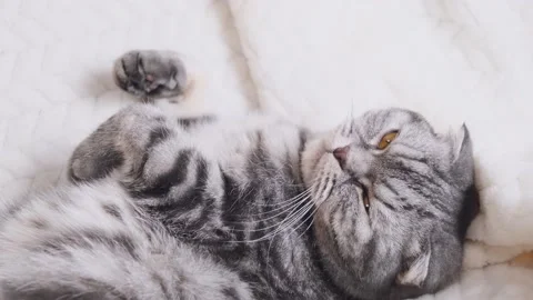 The gray Scottish fold cat lies wrapped in a warm beige plaid. Stock Footage 149745023