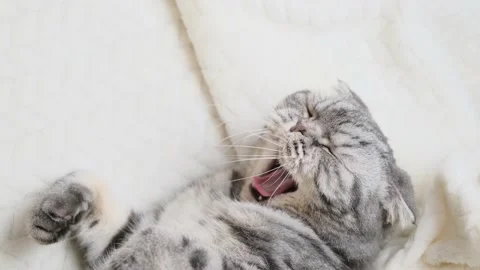 The gray Scottish fold cat lies wrapped in a warm beige plaid. Stock Footage 149745069