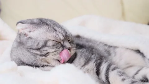 The gray Scottish fold cat lies wrapped in a warm beige plaid. Stock Footage 149833990