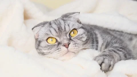 The gray Scottish fold cat lies wrapped in a warm beige plaid. Stock Footage 149834239