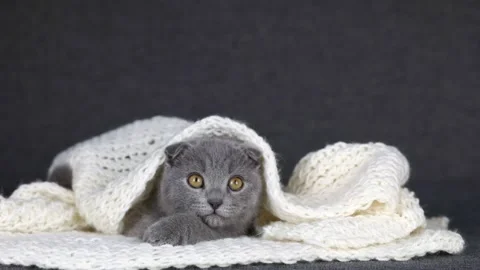 Gray scottish fold cat lies on a white knitted scarf Video stock 220521538