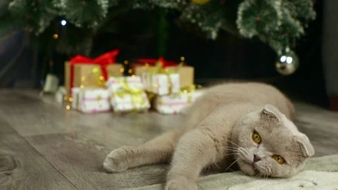 Gray scottish fold cat lies next to the christmas tree Stock Footage 226188738