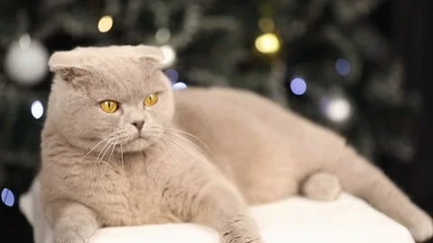 Gray Scottish fold cat lies on the background of the Christmas tree 스톡 동영상 239033227