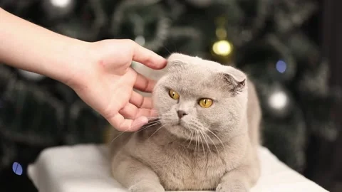 Gray Scottish fold cat lies on the background of the Christmas tree Stock-Footage 239699464