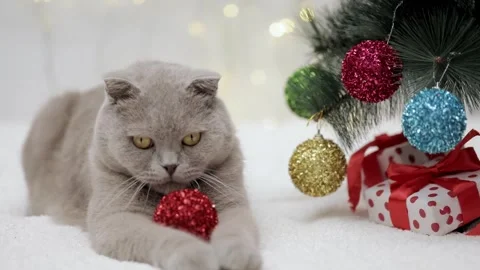 Gray Scottish fold cat lies near the Christmas tree 스톡 동영상 251718944