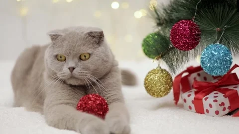 Gray Scottish fold cat lies near the Christmas tree Stock Footage 252059084