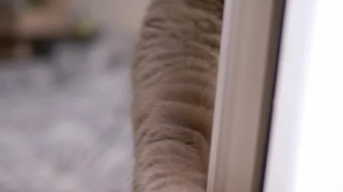 Gray Scottish Fold Cat Looking Through Window Blinds Near Human Hand Stock-Footage 339065572
