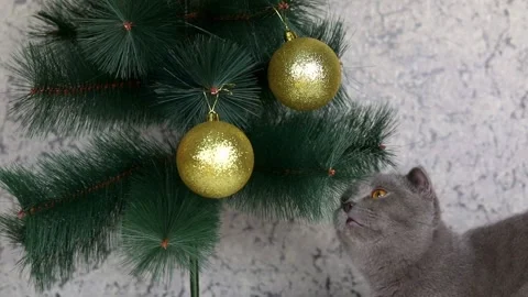 Gray scottish fold cat looks at the christmas tree Stock Footage 205578455