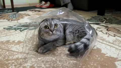 Gray Scottish Fold Cat Looks at Camera From Plastic Bag 스톡 동영상 319068488