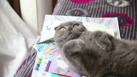 Gray scottish fold cat lying on its back Stock Footage 174701517