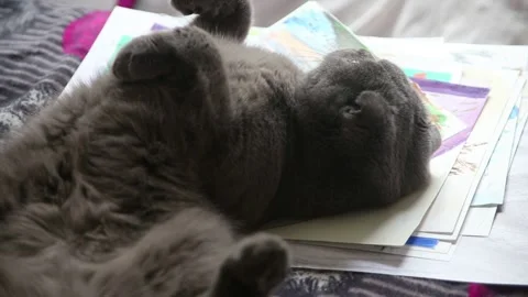 Gray scottish fold cat lying on its back Stock Footage 174701859