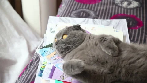 Gray scottish fold cat lying on its back Stock Footage 176519713