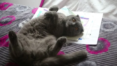Gray scottish fold cat lying on its back Stock Footage 177455258