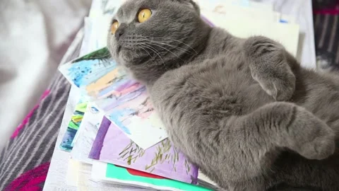 Gray scottish fold cat lying on its back Stock Footage 177455573