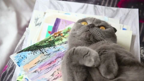 Gray scottish fold cat lying on its back Stock Footage 179431176