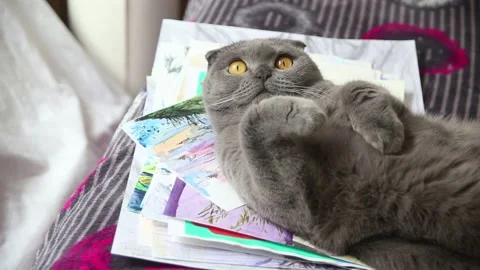 Gray scottish fold cat lying on its back Stock Footage 179431494