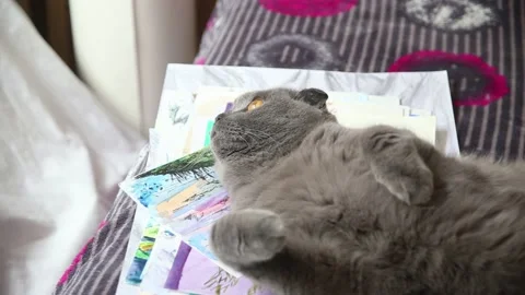 Gray scottish fold cat lying on its back Stock Footage 184409715