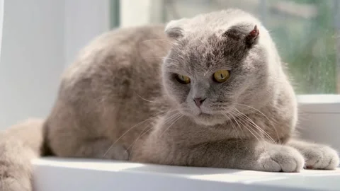 Gray Scottish Fold Cat Lying On The Window Sill Stock Footage 275794529